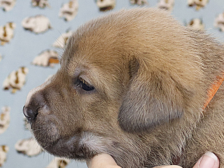 chinook puppy